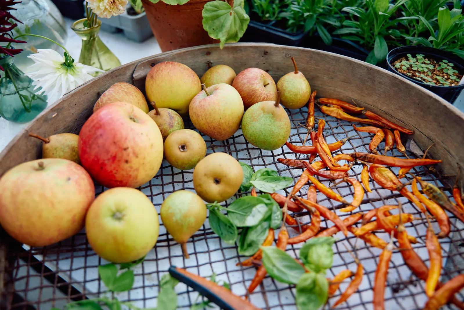Jack Terry - Kitchen Garden Page Image