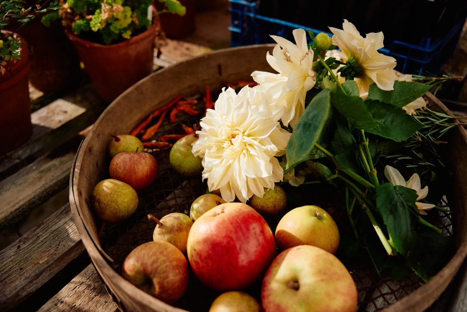 Jack Terry - Kitchen Garden Page Image