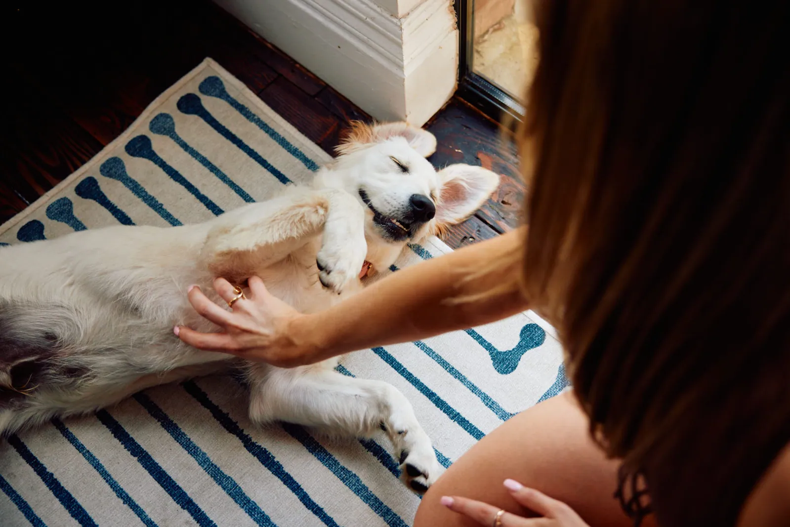 Jack Terry - Pets at Home Page Image