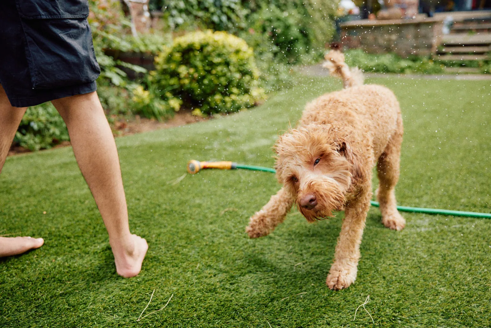 Jack Terry - Pets at Home Page Image
