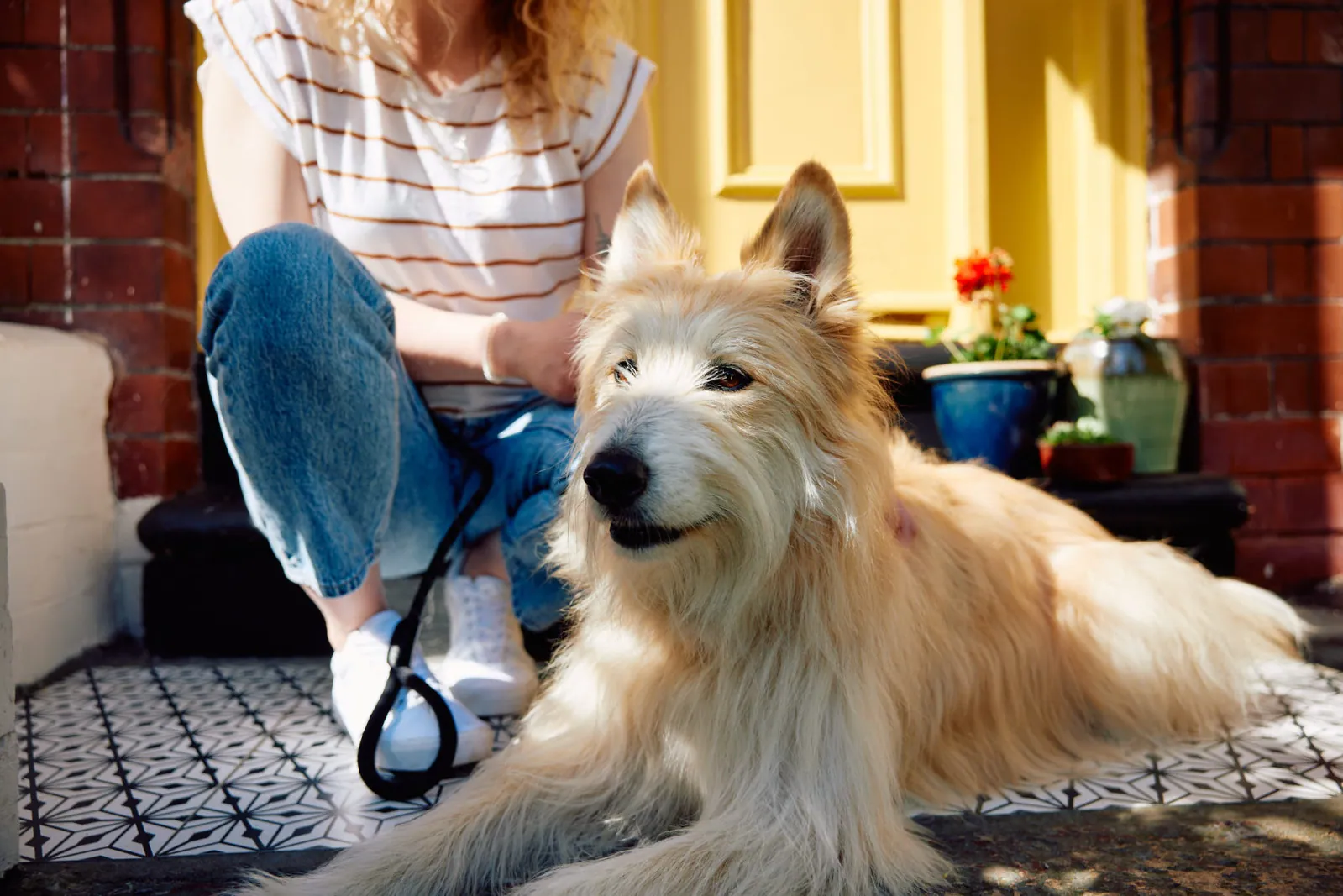 Jack Terry - Pets at Home Page Image