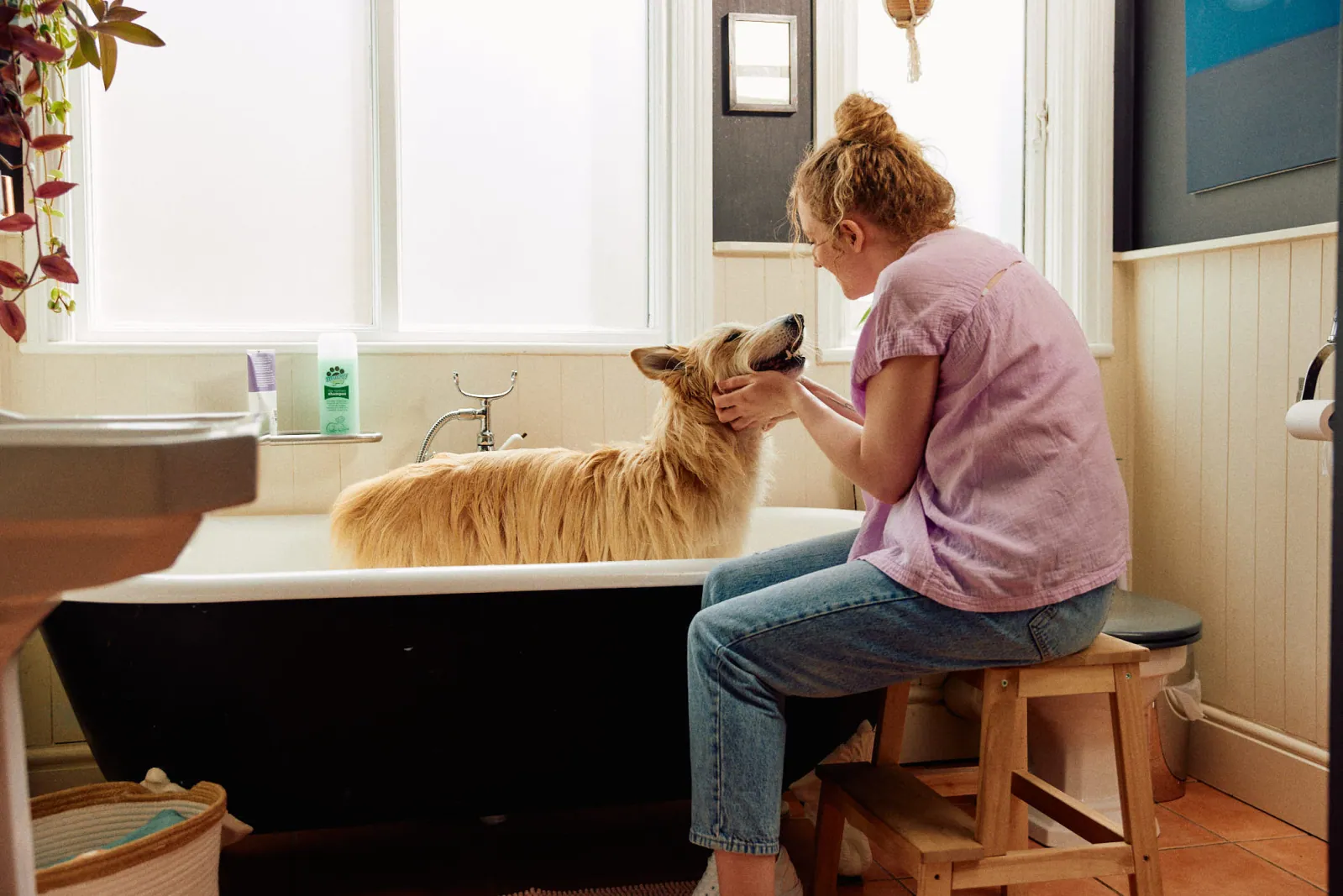 Jack Terry - Pets at Home Page Image