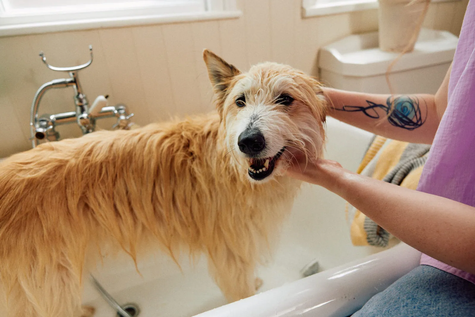 Jack Terry - Pets at Home Page Image