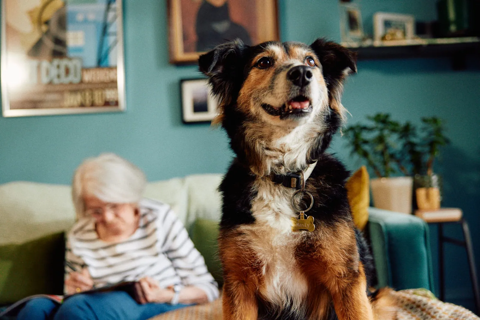 Jack Terry - Pets at Home Page Image