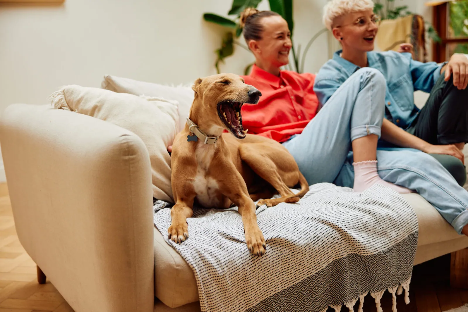 Jack Terry - Pets at Home Page Image