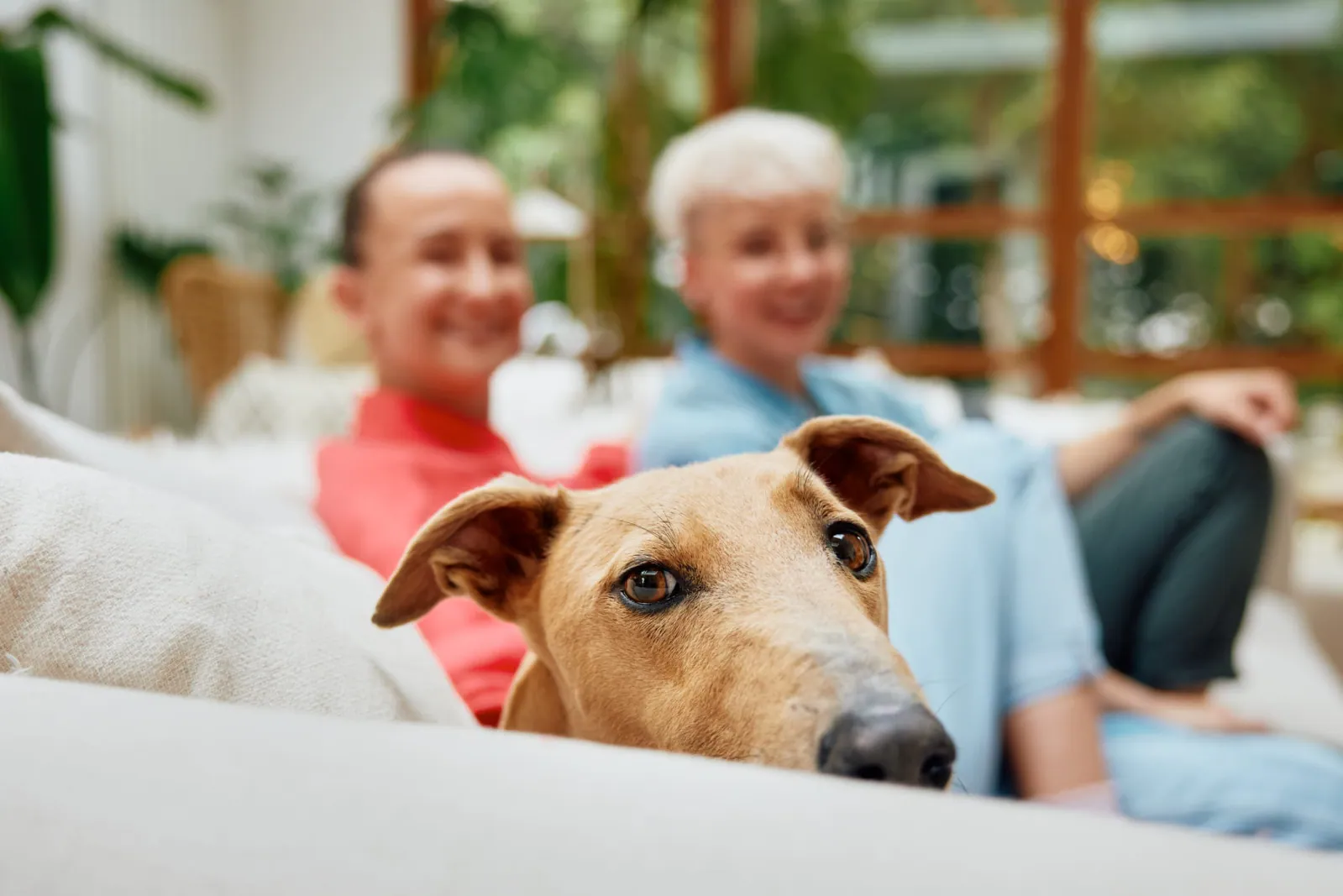 Jack Terry - Pets at Home Page Image