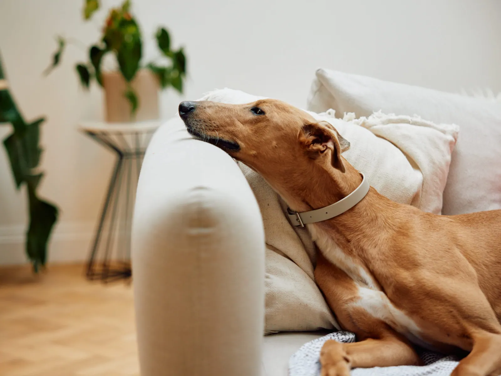 Jack Terry - Pets at Home Page Image